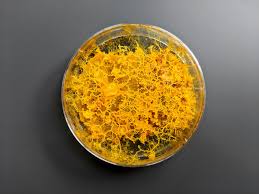 Orange mold, like yellow mold, is very common in outdoor. Slime Mold The Most Charismatic Single Cell You Ll Meet Today