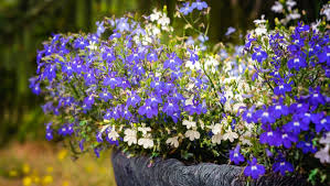 Image result for foto Lobelka