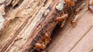 Affordable termite and pest control services and great customer service that comes from 35 years experience of helping customers protect their homes and businesses. Termites Info Control Pest Termite