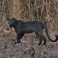 Where are black leopards found in africa? Extremely Rare Black Leopard Snapped By Tourist In Incredible Pictures World News Mirror Online