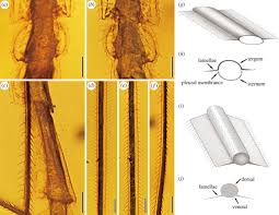 It is located in downtown kota kinabalu district, just a few minutes' walk from central market. Stick Insect In Burmese Amber Reveals An Early Evolution Of Lateral Lamellae In The Mesozoic Proceedings Of The Royal Society B Biological Sciences