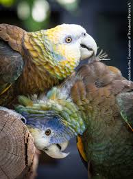 Browse through available amazon parrots for sale by aviaries, breeders and bird rescues. St Vincent Amazon Actp E V