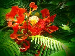 Poinciana Bloom On Tree At Warwick Post Office Bermuda Photo By Kath G Poinciana Bloom Plants