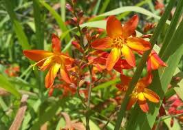 Image result for Crocosmia aurea