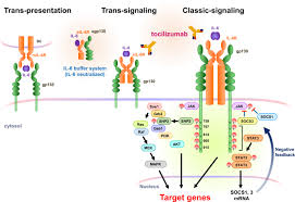 Upadacitinib in qualsiasi forma protetta dal brevetto di base (rinvoq); Interplay Between Interleukin 6 Signaling And The Vascular Endothelium In Cytokine Storms Experimental Molecular Medicine