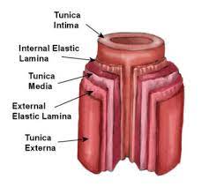 What are the 3 types of arteries? Arteries Structure Function Explained Teachpe Com