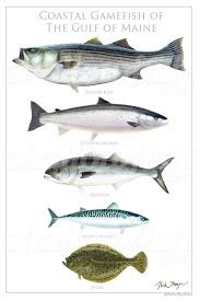 Coastal Gulf Of Maine Poster Atlantic Mackerel Maine