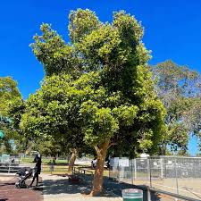 Image result for Lophostemon confertus