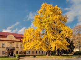 Své poznatky o moderních technologiích použil v románu yankee z connecticutu na dvoře krále artuše. Museum Decin Touristenportal Von Tetschen