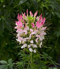 Image result for Cleome spinosa