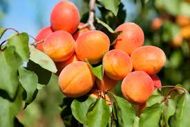 Apricots For Your Baby Health Benefits Recipes And More