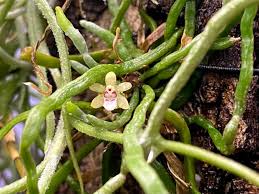 Image result for Taeniophyllum