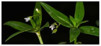 Image result for Oldenlandia affinis