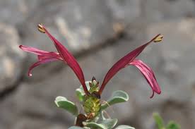 Image result for Anisotes formosissimus