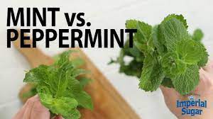 In this spearmint vs mint comparison we must specify that first that both mints are from different species. The Difference Between Mint Peppermint Youtube