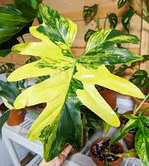 We did not find results for: Variegated Thaumatophyllum Bipinnatifidum Aka Philodendron Hope Selloum Rarehouseplants