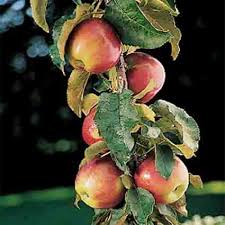 We lived in sheringham, norfolk from 1970 to 2000 and we had a gascoyne scarlet apple tree in the garden. Scarlet Sentinel Columnar Apple Fruits And Nuts R H Shumway S Company