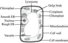 Animal cells have all except. Sketch And Describe In Your Own Words The Plant Cell And Animal Cell Brainly In