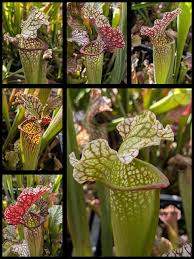 Image result for Brachyachne simonsii