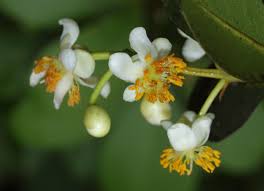 Image result for Calophyllum