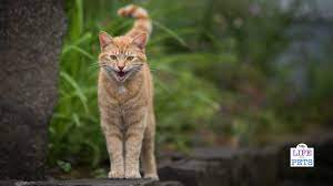 What To Do When Your Cat Meows Non Stop