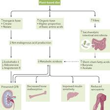 What to eat for ibs. Plant Based Diets To Manage The Risks And Complications Of Chronic Kidney Disease Nature Reviews Nephrology
