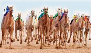 It was reported that the production of camel milk is. World S Biggest Camel Festival Helps Make Saudi City Top Tourist Destination Arab News