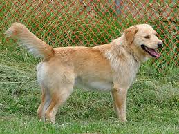 Truman has made history, in becoming the 7th fox red champion dog. Red Oak Ia Golden Retriever Meet Ozzie A Pet For Adoption