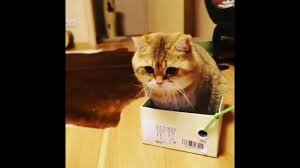 Baby Cats Cat Baby Cute Cats Cute Cat Funny How To Train Cat Cat Medi Baby Cats Cats Cat Training