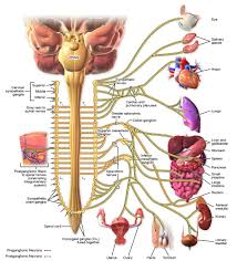 Check spelling or type a new query. Sympathetic Nervous System Definition Function Examples Biology