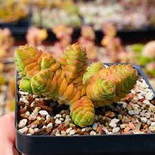 Image result for Crassula alticola