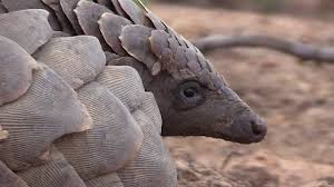 Maybe you would like to learn more about one of these? Pangolin Scales Stock Footage Royalty Free Stock Videos Pond5