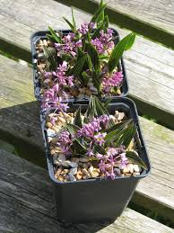 Image result for Ledebouria cooperi