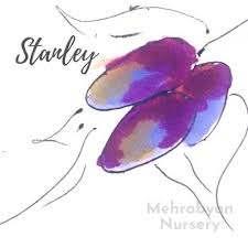 Check spelling or type a new query. Stanley Plum Tree For Sale Buy Online From Mehrabyan Nursery