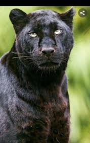 As the situation turned to be very critical, soedarso took over the steering wheel heading his boat straight to the dutch frigate. 44 Ideas De Panteras Panteras Felino Felinos Felino