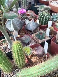 I am so happy to see that the cross pollination i did on my two easter cacti is a success and the pink flowering one has seed pods. Desert Cacti Growers Posts Facebook