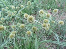 Image result for Cyperus sp.no.7