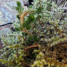 Image result for Selaginella chevalieri