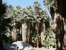 They are in the family branch. Fan Palm Washingtonia Filifera