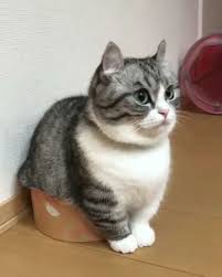 6 tema lucu untuk android kamu pasti gak bikin bosan. Ron Smith ×'×˜×•×•×™×˜×¨ Just Pinned To Animals Lucu Kucingimut Kucinglucu Kucingpersia Kucinganggora Kucingcantik Kucingindonesia Videokucinglucu Kucingkampung Pecintakucing Kucingku Kucingbandung Kucingmanja Anakkucing Kucing Kucingras