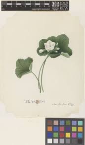 Image result for Geranium aculeolatum