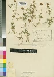 Image result for Trifolium semipilosum