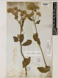 Image result for Stomatanthes