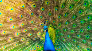 We did not find results for: How Color Vision Came To The Animals Wired