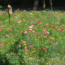 Northeast Pollinator Wildflower Seed Mix Wildflower Seeds Grow Wildflowers Wild Flower Meadow