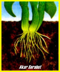 Oleh bitar diposting pada 10 mei 2021. 10 Contoh Tumbuhan Akar Serabut Pengayaan Com