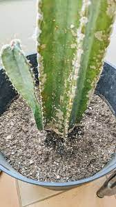In order to extend the life of your soap, we suggest using our bamboo soap dish and the soap saver bag to prevent the bars from sitting in water. How To Get Rid Of Mealybugs On Your Cactus And Prevent Them From Coming Back Potted Pixie