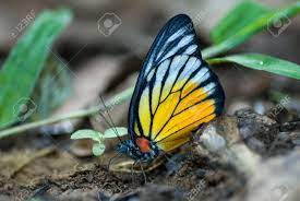 It has a playful and feminine look, which is great for wedding invitations and anniversaries, blogs and logos. The Beautiful Betterfly In Kaeng Kra Chan National Park Atthailand Stock Photo Picture And Royalty Free Image Image 7051036