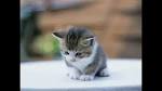 Photo de chat trop chou
