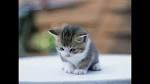 Images de chatons trop mignons